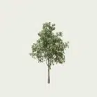 CORMUS-DOMESTIcA-T2-cornier-Lumion-fbx-vegetation-3d-l4m-studio-arbre-fruitier