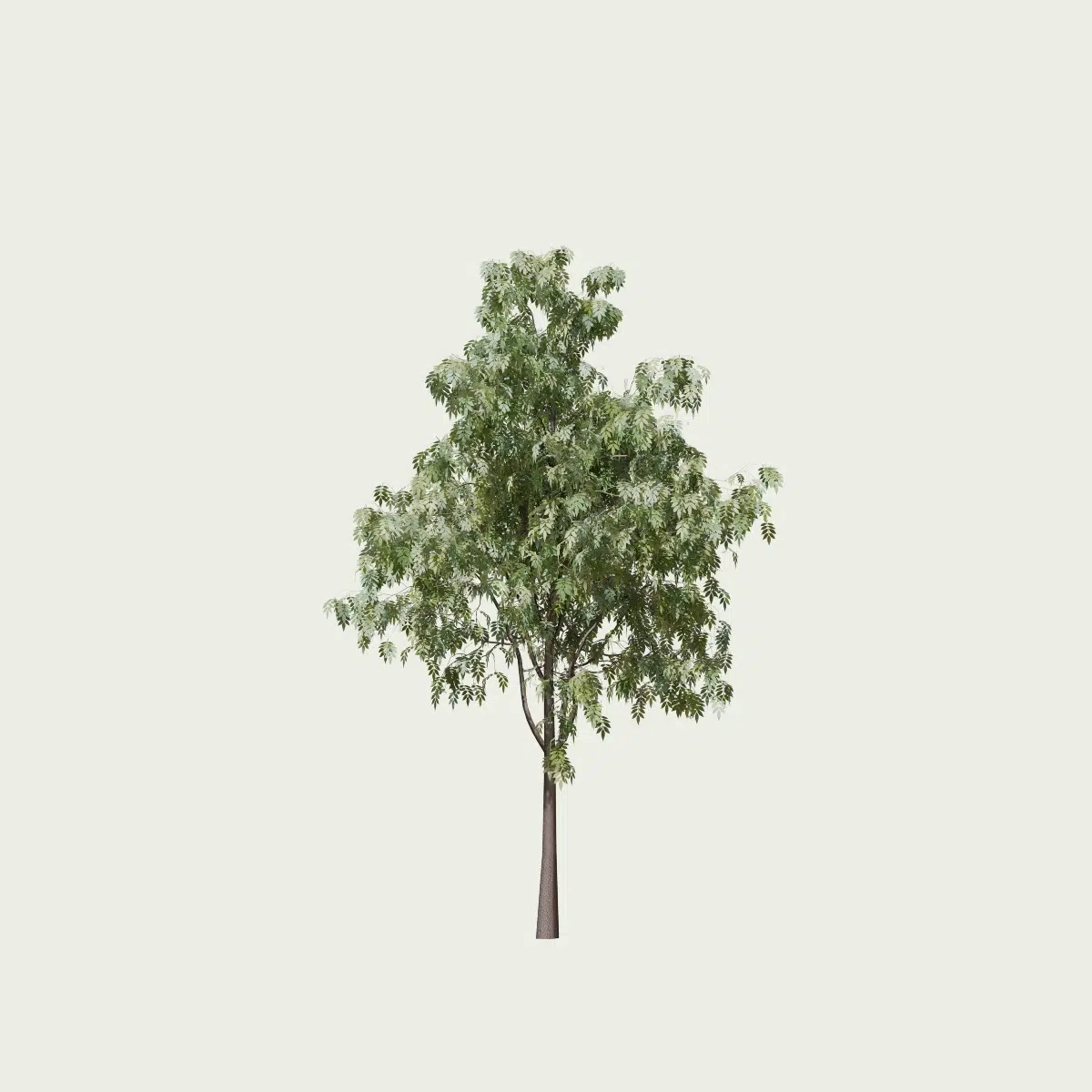 CORMUS-DOMESTIcA-T2-cornier-Lumion-fbx-vegetation-3d-l4m-studio-arbre-fruitier