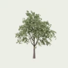 CORMUS-DOMESTIcA-T3-cornier-Lumion-fbx-vegetation-3d-l4m-studio-arbre-fruitier