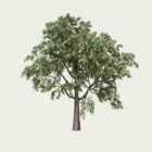 CORMUS-DOMESTIcA-T4-cornier-Lumion-fbx-vegetation-3d-l4m-studio-arbre-fruitier