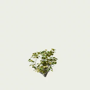 COTINUS -GRACE T1-arbres-a-perruques-grace-Lumion-fbx-vegetation-3d-studio-l4m
