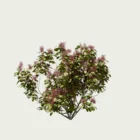 COTINUS -GRACE-T3-arbres-a-perruques-grace-arbuste-Lumion-fbx-vegetation-3d-studio-l4m