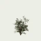 ROSA- IVES-PIAGET-T1-Rosier-Yves-Piaget-Lumion-fbx-arbuste-studio-l4m-vegetation-3d