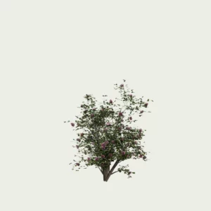 ROSA- IVES-PIAGET-T1-Rosier-Yves-Piaget-Lumion-fbx-arbuste-studio-l4m-vegetation-3d