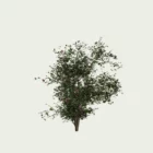 ROSA- IVES-PIAGET-T2-Rosier-Yves-Piaget-Lumion-fbx-arbuste-vegetation-3d-studio-l4m