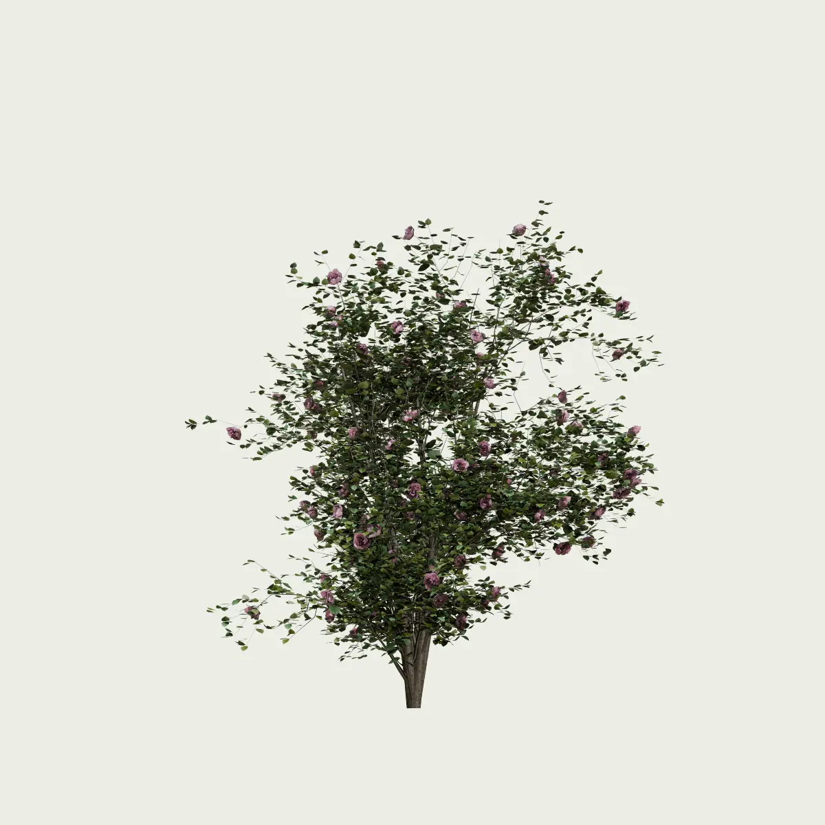 ROSA- IVES-PIAGET-T2-Rosier-Yves-Piaget-Lumion-fbx-arbuste-vegetation-3d-studio-l4m