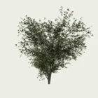 ROSA-IVES-PIAGET-T4-Rosier-Yves-Piaget-Lumion-fbx-arbuste-vegetation-3d-studio-l4m