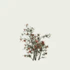 ROSA-PEACH-MELBA T1-rosier-peach-melba-arbuste-Lumion-fbx-vegetation-3d-studio-l4m