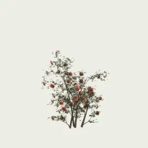 ROSA-PEACH-MELBA T1-rosier-peach-melba-arbuste-Lumion-fbx-vegetation-3d-studio-l4m