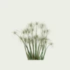 CYPERUS-PAPYRUS-2-ans-papyrus-Lumion-fbx-studio-l4m-plante-vegetation-3d-optimized