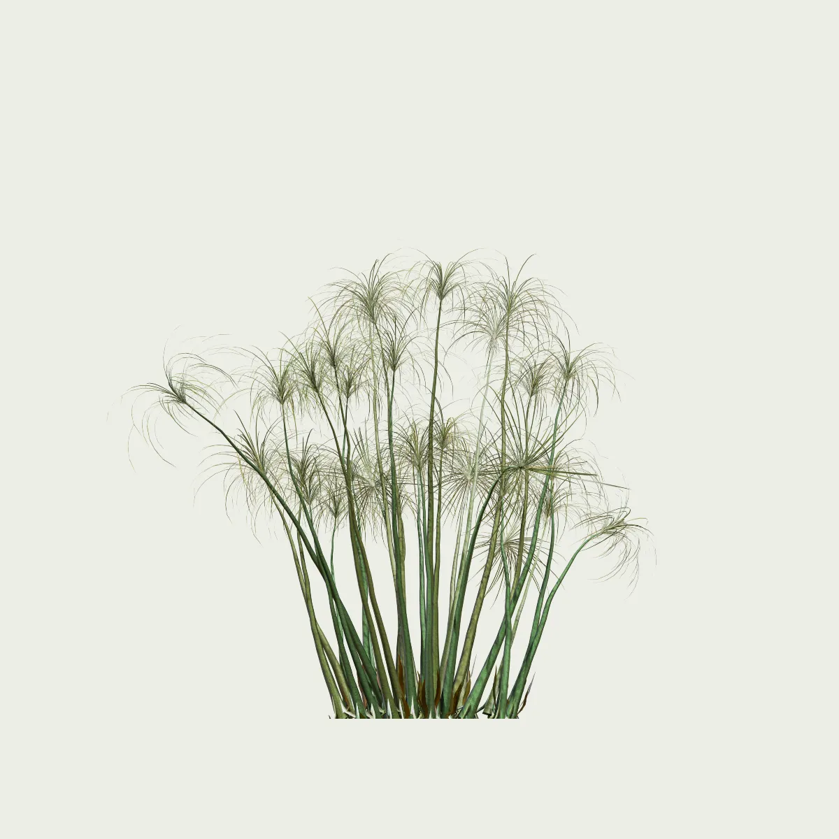 CYPERUS-PAPYRUS-2-ans-papyrus-Lumion-fbx-studio-l4m-plante-vegetation-3d-optimized