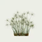 CYPERUS-PAPYRUS-4-ans-papyrus-palnte-lumion-fbx-studio-l4m-vegetation-3d-optimized