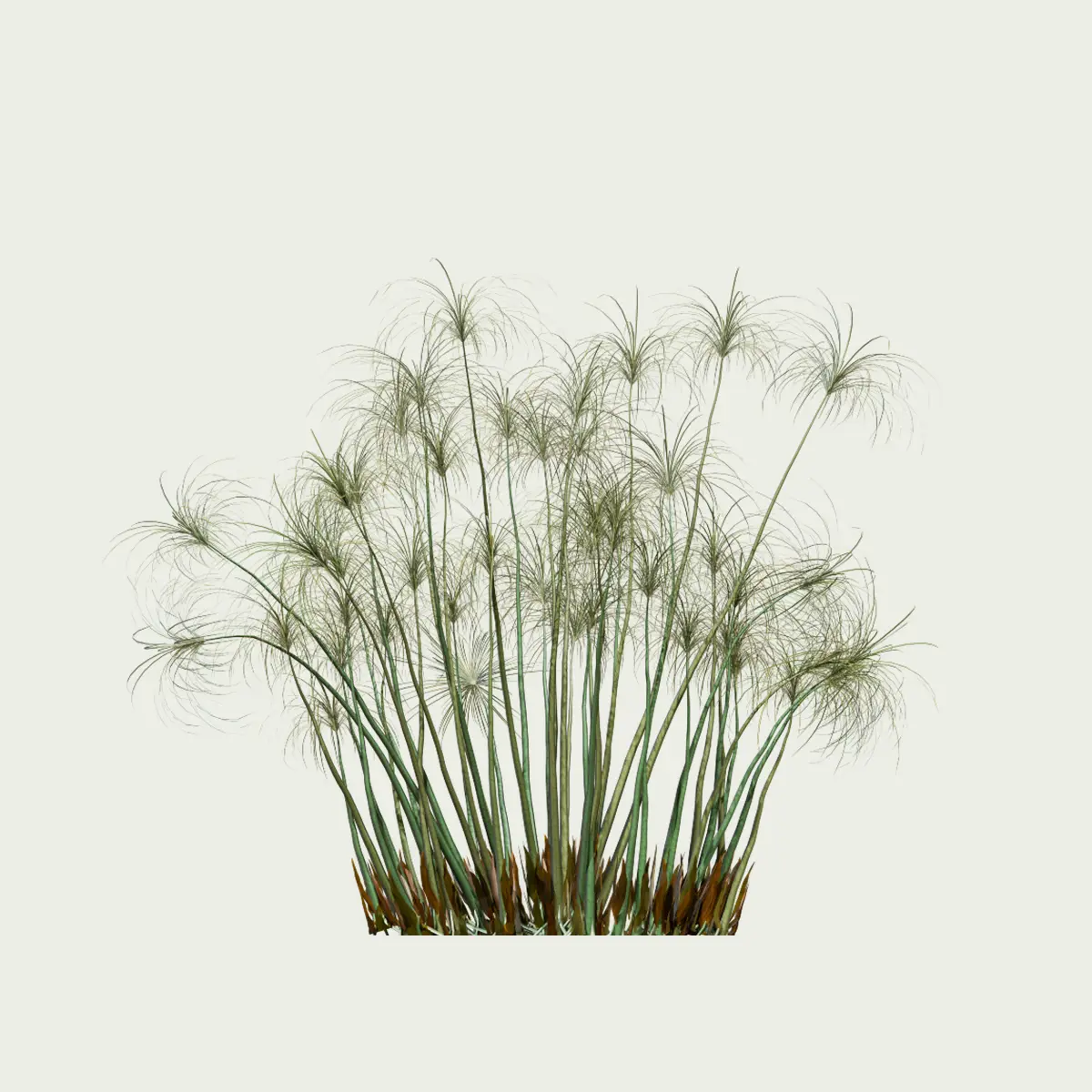 CYPERUS-PAPYRUS-4-ans-papyrus-palnte-lumion-fbx-studio-l4m-vegetation-3d-optimized