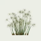 CYPERUS-PAPYRUS-6-ans-papyrus-plante-lumion-fbx-studio-l4m-vegetation-3d-optimized