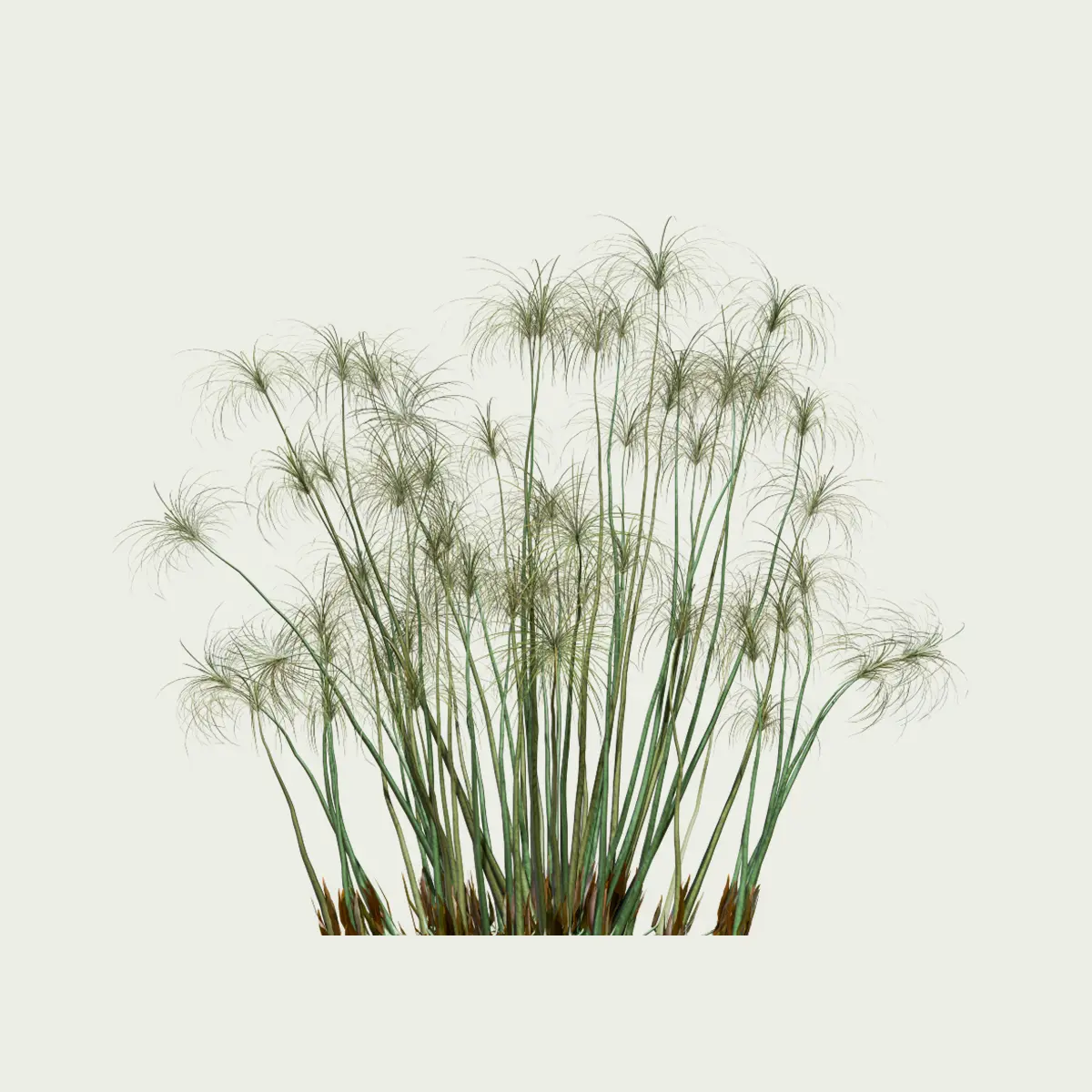 CYPERUS-PAPYRUS-6-ans-papyrus-plante-lumion-fbx-studio-l4m-vegetation-3d-optimized