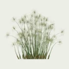 CYPERUS-PAPYRUS-8-ans-papyrus-plante-lumion-fbx-studio-l4m-vegetation-3d-optimized
