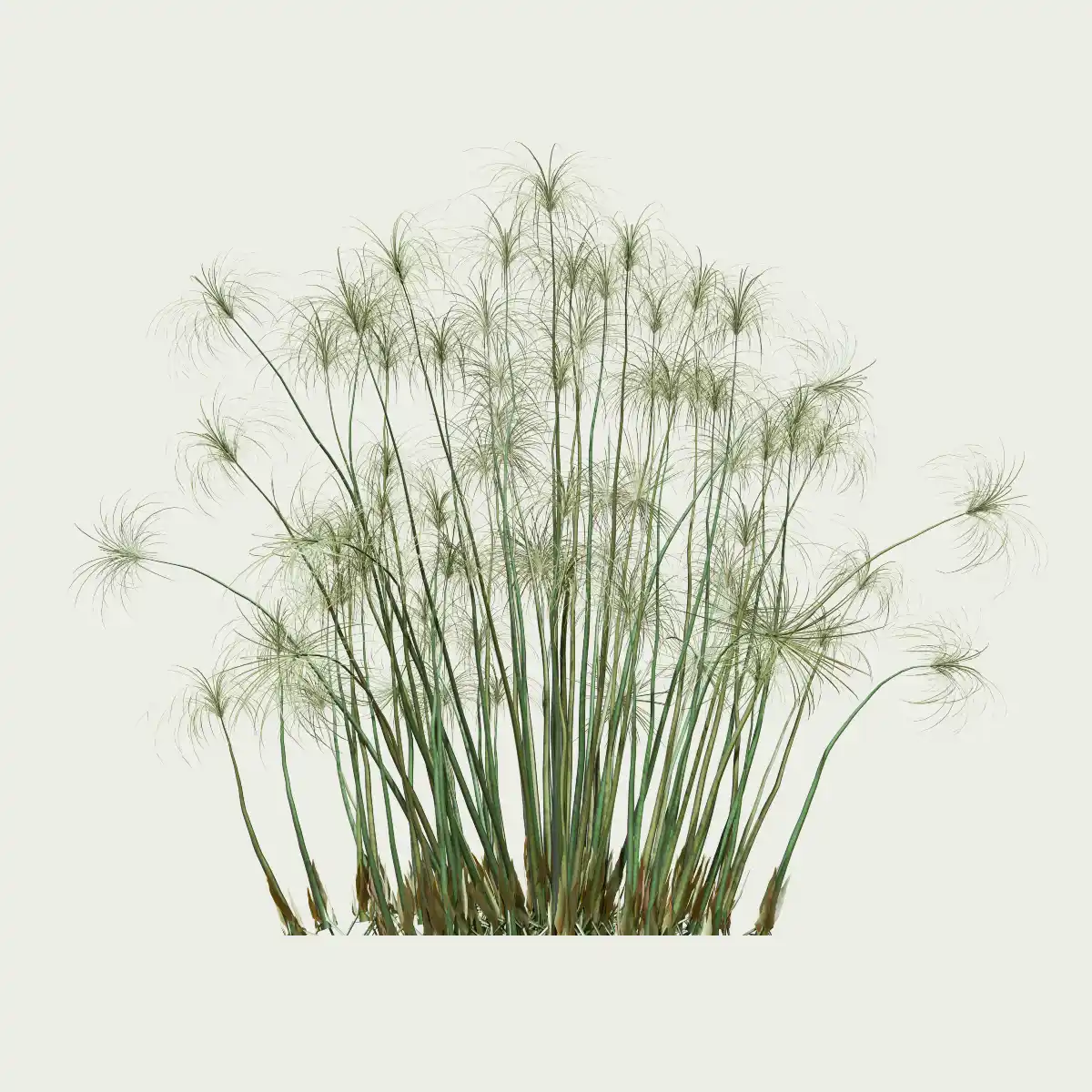 CYPERUS-PAPYRUS-8-ans-papyrus-plante-lumion-fbx-studio-l4m-vegetation-3d-optimized CYPERUS-PAPYRUS-8-ans-papyrus-plante-lumion-fbx-studio-l4m-vegetation-3d-optimized