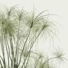 CYPERUS-PAPYRUS-focus-papyrus-palnte-lumion-fbx-studio-l4m-vegetation-3d-optimized