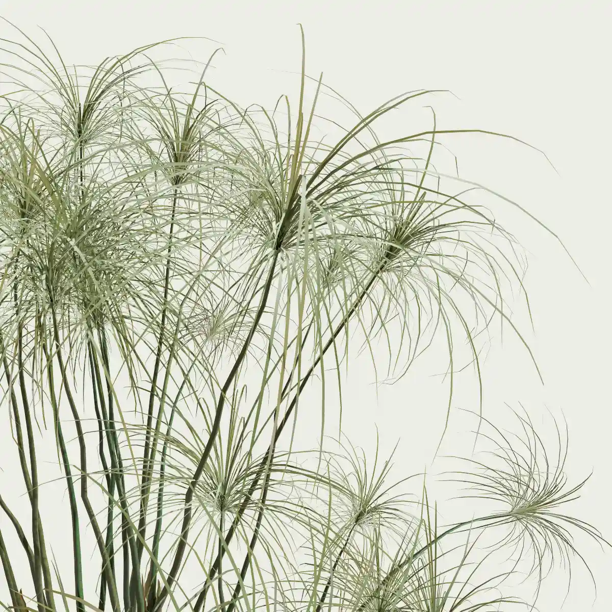 CYPERUS-PAPYRUS-focus-papyrus-palnte-lumion-fbx-studio-l4m-vegetation-3d-optimized