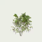 WISTERIA-T1-glycine-vegetation-3d-studio-l4m-fbx-lumion-optimized