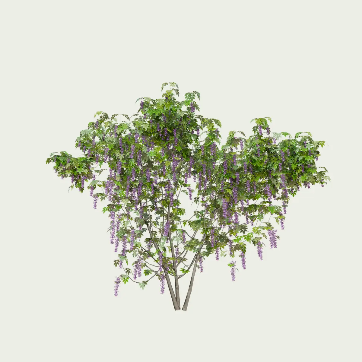 WISTERIA-T2-glycine-vegetation-3d-studio-l4m-fbx-lumion-optimized