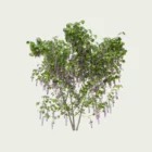WISTERIA-T3-glycine-vegetation-3d-studio-l4m-fbx-lumion-optimized