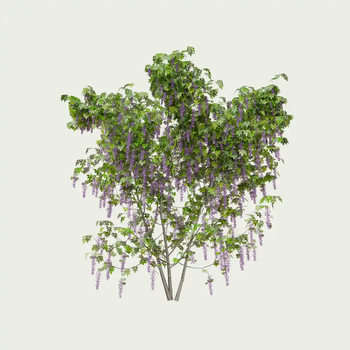 WISTERIA-T3-glycine-vegetation-3d-studio-l4m-fbx-lumion-optimized