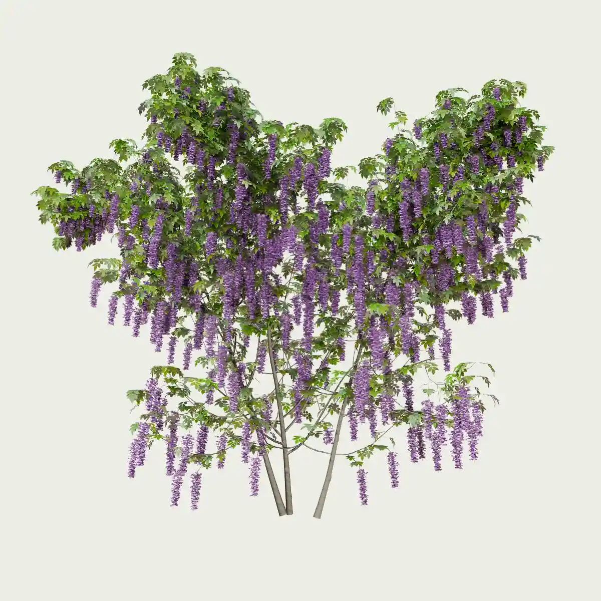 WISTERIA-T4-glycine-vegetation-3d-studio-l4m-fbx-lumion-optimized WISTERIA-T4-glycine-vegetation-3d-studio-l4m-fbx-lumion-optimized