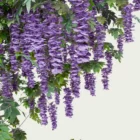 WISTERIA-focus-glycine-vegetation-3d-studio-l4m-fbx-lumion-optimized