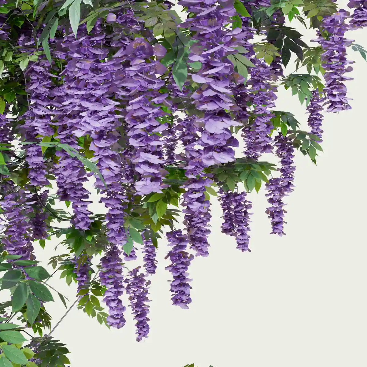 WISTERIA-focus-glycine-vegetation-3d-studio-l4m-fbx-lumion-optimized