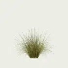 ANDROPOGON-GERARDI-T1-andropogon-geradii-studio-l4m-production-visuelle-vegetation-3d-graminee-optimized
