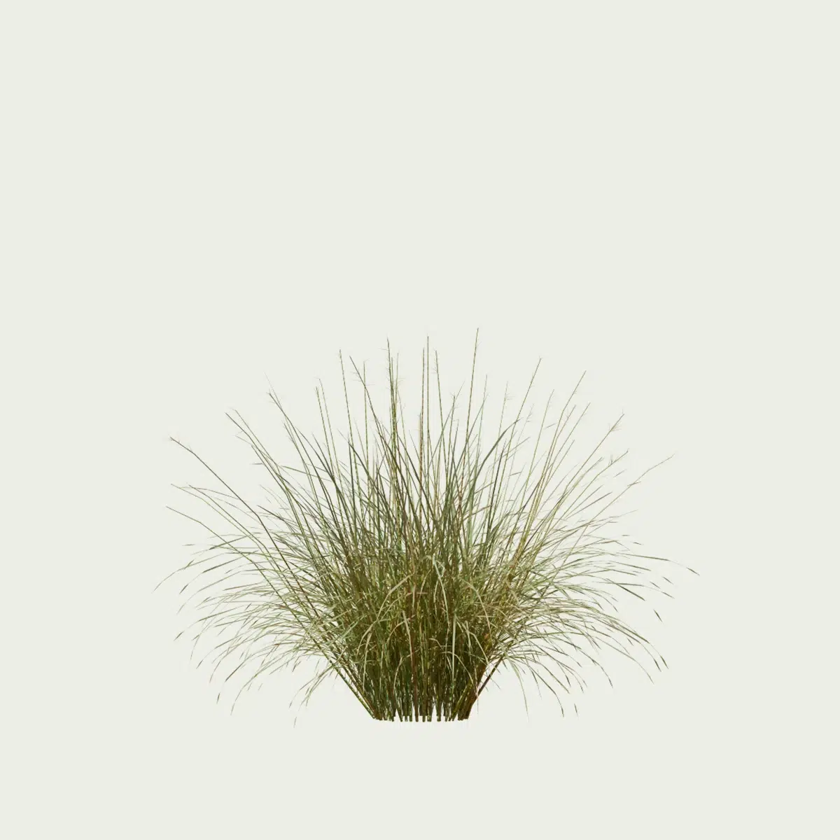 ANDROPOGON-GERARDI-T1-andropogon-geradii-studio-l4m-production-visuelle-vegetation-3d-graminee-optimized