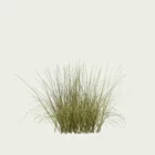 ANDROPOGON-GERARDI-T2-andropogon-geradii-studio-l4m-production-visuelle-vegetation-3d-graminee-optimized