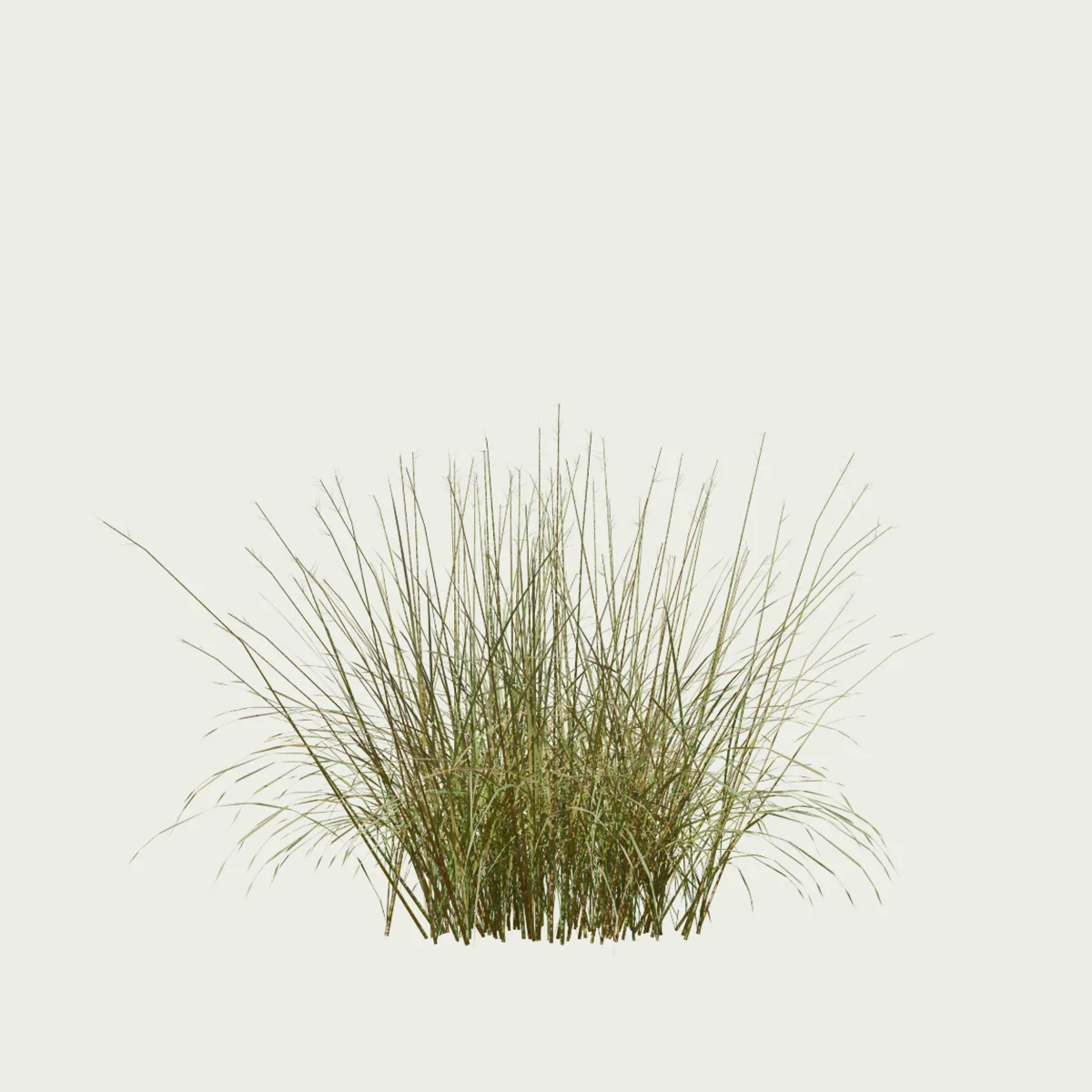 ANDROPOGON-GERARDI-T2-andropogon-geradii-studio-l4m-production-visuelle-vegetation-3d-graminee-optimized