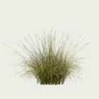 ANDROPOGON-GERARDI-T3-andropogon-geradii-studio-l4m-production-visuelle-vegetation-3d-graminee-optimized
