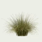 ANDROPOGON-GERARDI-T4-andropogon-geradii-studio-l4m-production-visuelle-vegetation-3d-graminee-optimized