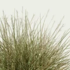 ANDROPOGON-GERARDI-focus-andropogon-geradii-studio-l4m-production-visuelle-vegetation-3d-graminee-optimized