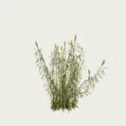 Arundo-donax-1-an-canne-de-provence-graminee-robuste-region-mediterraneennes-lumion-fbx-studio-l4m-vegetatation-3D-optimized