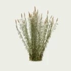 Arundo-donax-4-ans-vegetation-3d-modele-canne-de-provence-studio-L4m-lumion-fbx-graminee-zone-humide-famille-poaceae-vert-moyen-optimized