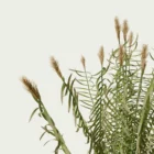 Arundo-donax-focus-canne-de-provence-graminee-robuste-region-mediterraneennes-lumion-fbx-studio-l4m-vegetatation-3D-optimized