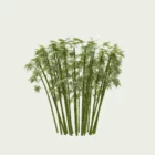 Bambou-bambusa-arundinacea-T2-graminee-vegetation-3d-lumion-fbx-studio-l4m-paysagiste-optimized