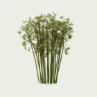 Bambou-bambusa-arundinacea-T3-graminee-vegetation-3d-lumion-fbx-studio-l4m-paysagiste-optimized