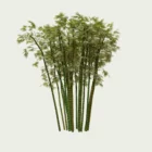 Bambou-bambusa-arundinacea-T4-graminee-vegetation-3d-lumion-fbx-studio-l4m-paysagiste-optimized