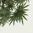 Bambou-bambusa-arundinacea-focus-graminee-vegetation-3d-lumion-fbx-studio-l4m-paysagiste-optimized