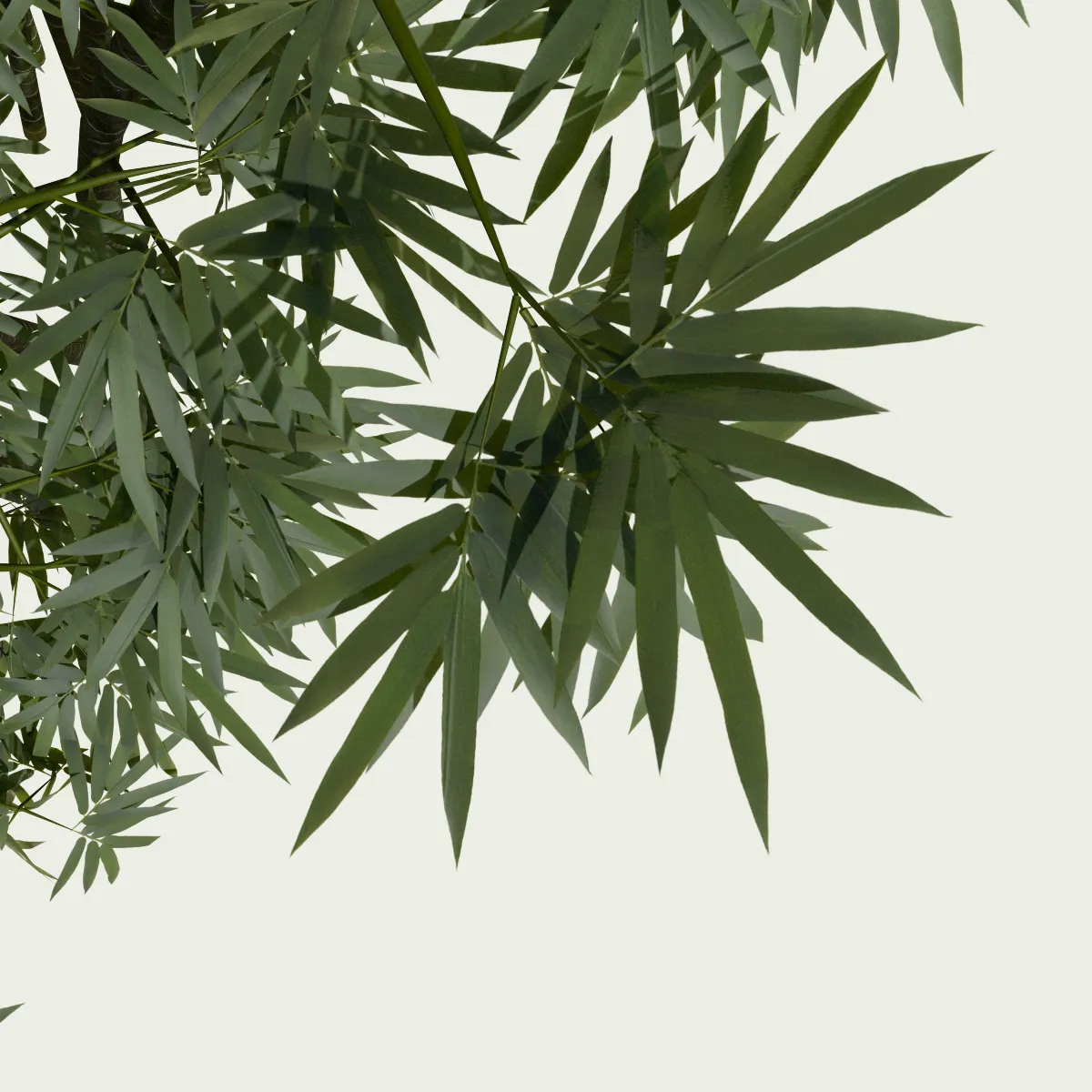 Bambou-bambusa-arundinacea-focus-graminee-vegetation-3d-lumion-fbx-studio-l4m-paysagiste-optimized