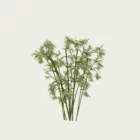 Bambusa-vulgaris-4ans-bambou-commun-bambou-ornemental-tiges-epaisses-amenagement-exotique-vegetation-3d-graminee-fbx-lumion-studio-l4m-optimized