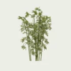 Bambusa-vulgaris-5ans-bambou-commun-bambou-ornemental-tiges-epaisses-amenagement-exotique-vegetation-3d-graminee-fbx-lumion-studio-l4m-optimized