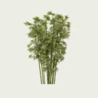 Bambusa-vulgaris-6ans-bambou-commun-bambou-ornemental-tiges-epaisses-amenagement-exotique-vegetation-3d-graminee-fbx-lumion-studio-l4m-optimized