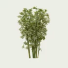 Bambusa-vulgaris-8ans-bambou-commun-bambou-ornemental-tiges-epaisses-amenagement-exotique-vegetation-3d-graminee-fbx-lumion-studio-l4m-optimized