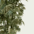 Bambusa-vulgaris-focus-bambou-commun-bambou-ornemental-tiges-epaisses-amenagement-exotique-vegetation-3d-graminee-fbx-lumion-studio-l4m-optimized